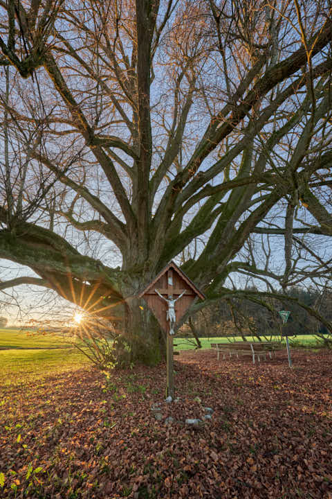 Gemeinde Wittibreut Landkreis Rottal-Inn Kriering Linde Herbst (Dirschl Johann) Deutschland PAN